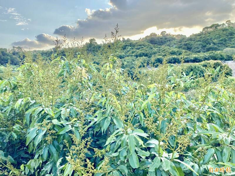 氣候大考驗！高雄玉荷包荔枝開花8成 3颱致1棵樹分3期開花 - 生活 - 自由時報電子報