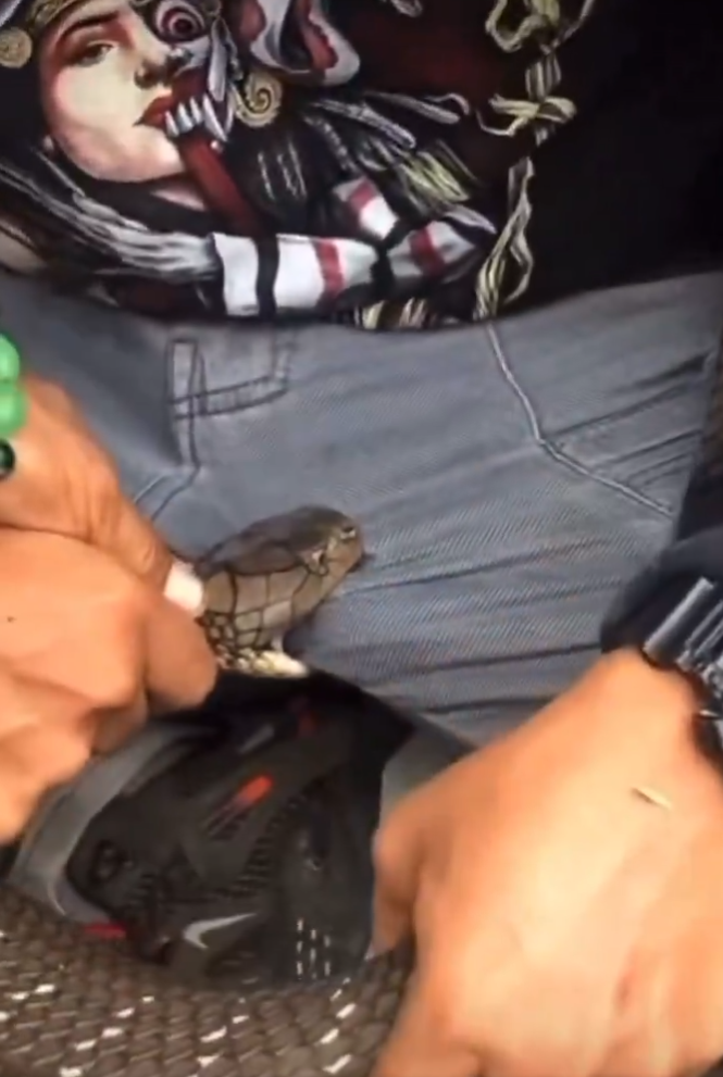 眼鏡王蛇狠狠咬住男子下體,纏繞他腿上。(圖擷取自X@CrocodileCam) 眼鏡王蛇狠狠咬住男子下體,纏繞他腿上。(圖擷取自X@CrocodileCam)