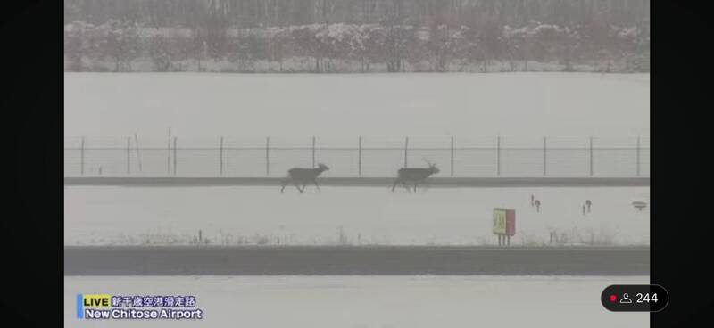 畫面曝光！ 2頭不速之客「鹿」侵北海道機場 至少7航班被「插隊」 - 國際 - 自由時報電子報