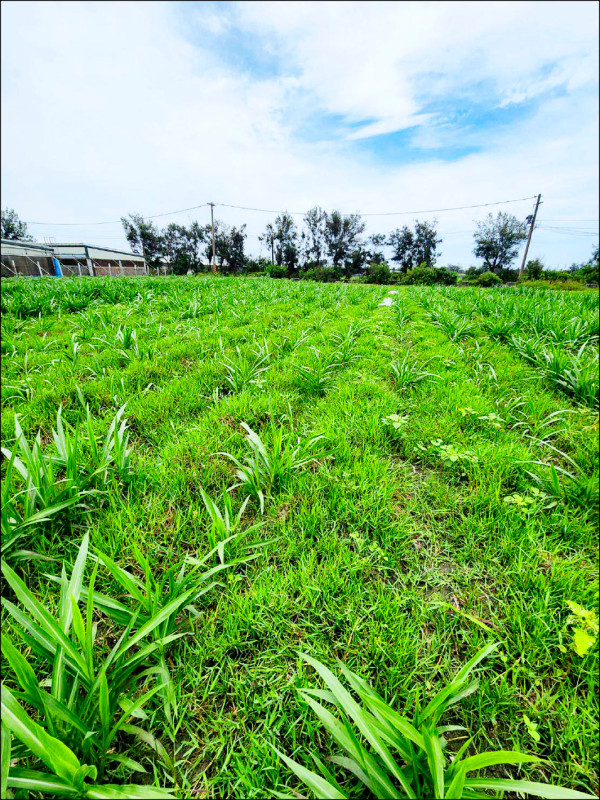 養殖再生水澆灌 復育農地增肥力 - 生活 - 自由時報電子報