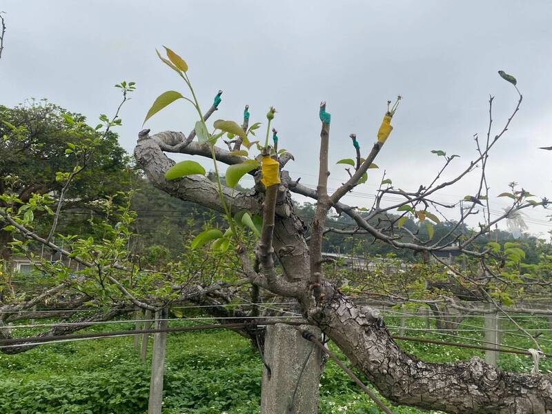 竹縣1至2月低溫高接梨穗授粉著果不良 現金救助今起受理申請 - 生活 - 自由時報電子報