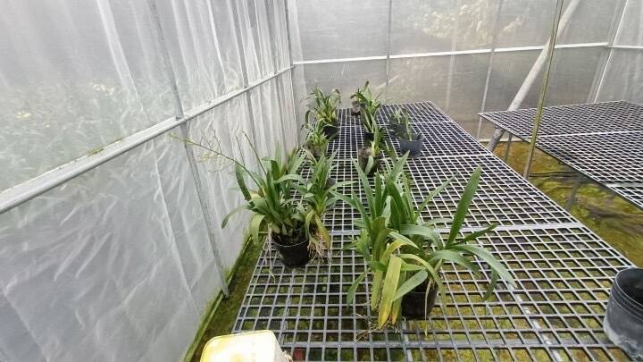 種苗場推動文心蘭繁殖母本病原檢定 帶病毒率從45％降至13％ - 生活 - 自由時報電子報