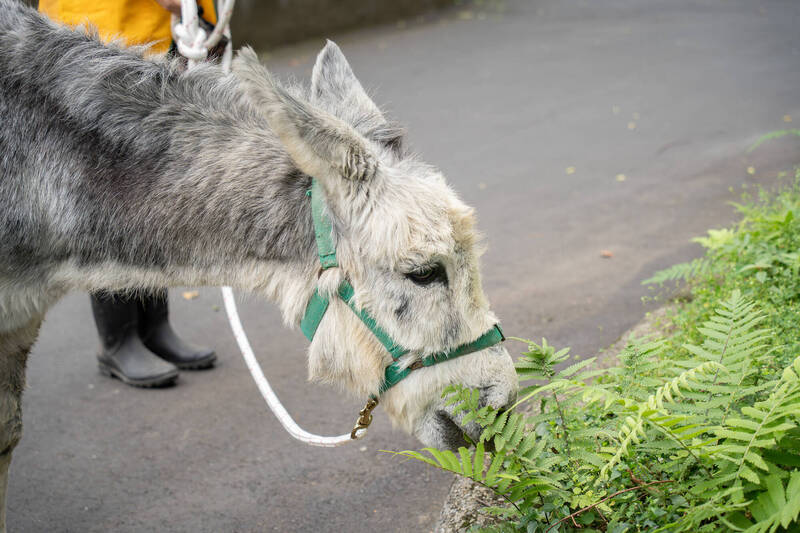 歡迎來巧遇！台北動物園迷你馬、家驢 週一園區內不定期放風 - 生活 - 自由時報電子報