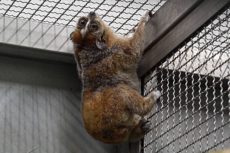台北動物園迎新嬌客  瀕危小懶猴「Chö」從捷克平安飛抵 - 生活 - 自由時報電子報