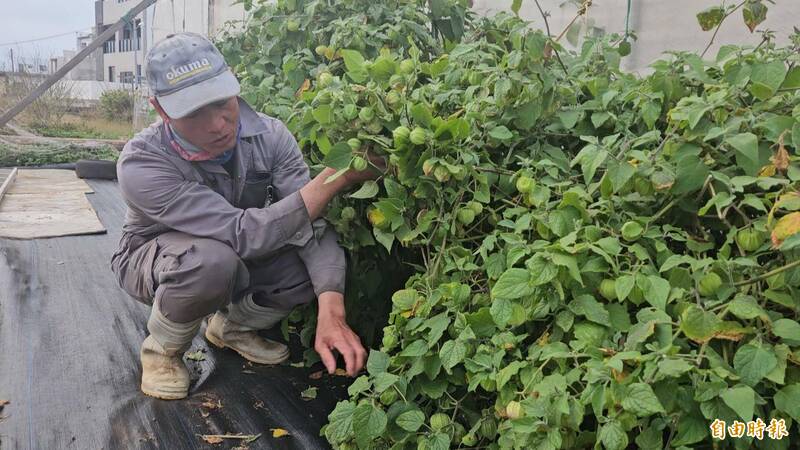 陳盡川種植燈籠果  期望成澎湖特色高經濟作物 - 生活 - 自由時報電子報
