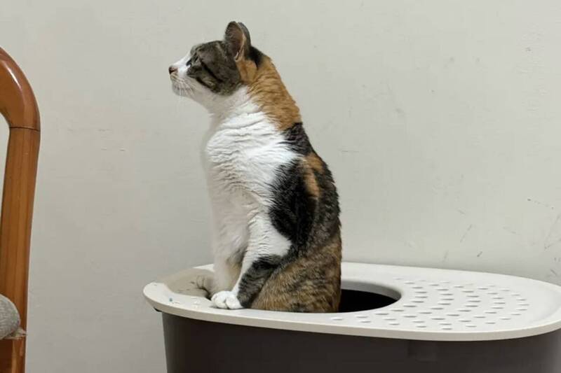愛貓竟站立上廁所！鏟屎官笑喊「沒人教你站著大」 網紛點出原因 - 生活 - 自由時報電子報