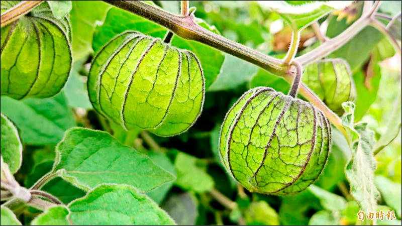 價高好種植 澎湖民間推廣燈籠果 - 生活 - 自由時報電子報