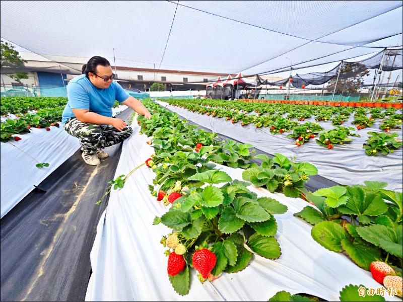 立春後仍偏冷 歸仁草莓採收期延長 - 生活 - 自由時報電子報