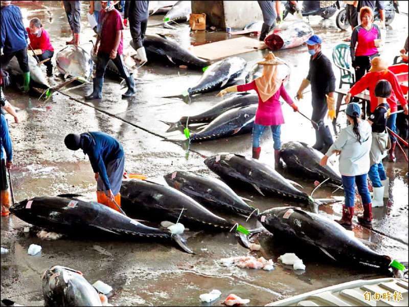 防黑鮪魚超捕 「標籤制」管制總量 - 生活 - 自由時報電子報