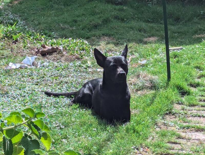 富婆花110萬「人力找狗」徵信社花5個月找到一隻「黑狗」卻不是走丟那隻 - 社會 - 自由時報電子報