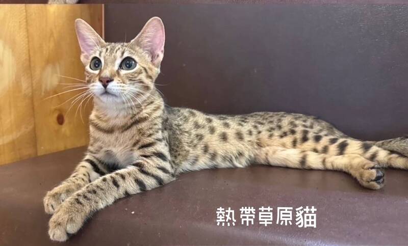 上百隻世界萌貓齊聚 SGCC國際賽貓聯盟首度在高雄展出 - 生活 - 自由時報電子報