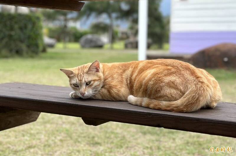 宜蘭鼓勵家貓登記植晶片 送綠博門票 - 生活 - 自由時報電子報