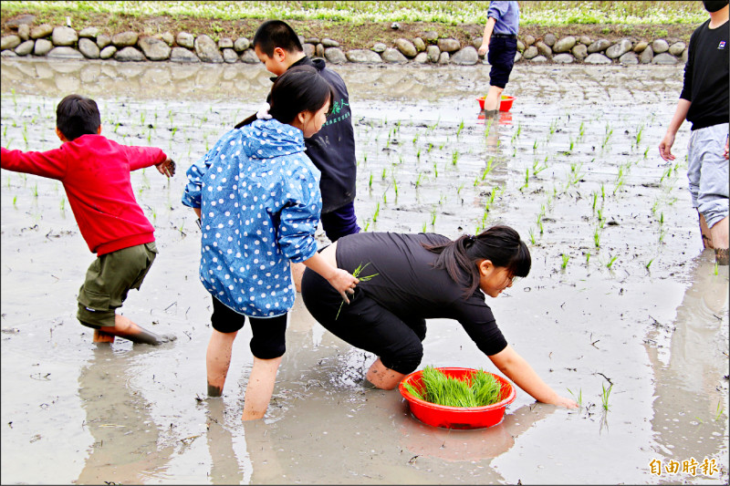 竹縣陸豐國小 倒退嚕學插秧 - 生活 - 自由時報電子報