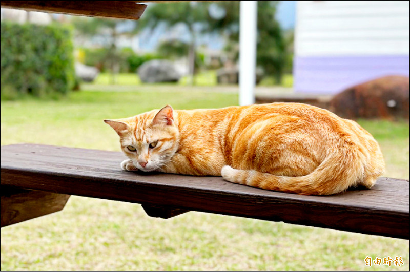 宜蘭5/9前家貓登記 送綠博門票 - 生活 - 自由時報電子報