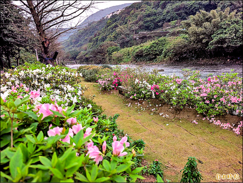 （新北）萬金賞杜鵑 競走「花」樣多 - 生活 - 自由時報電子報