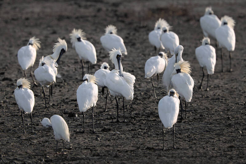 這隻黑面琵鷺髮飾很特別   黑琵先生：今年最美的黑琵！ - 生活 - 自由時報電子報