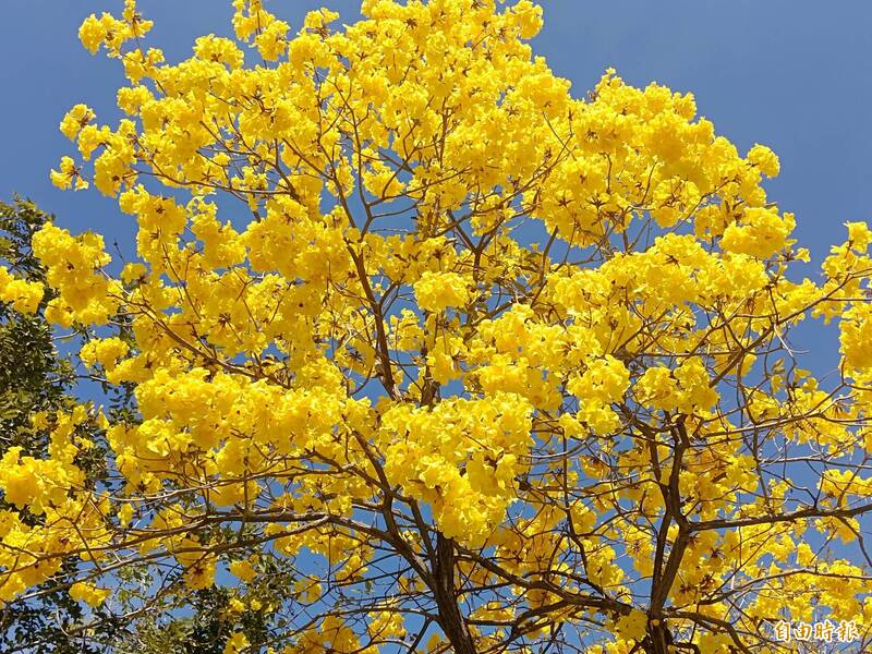 台中太平黃花風鈴木大爆花，民大讚：「超美的」 - 生活 - 自由時報電子報