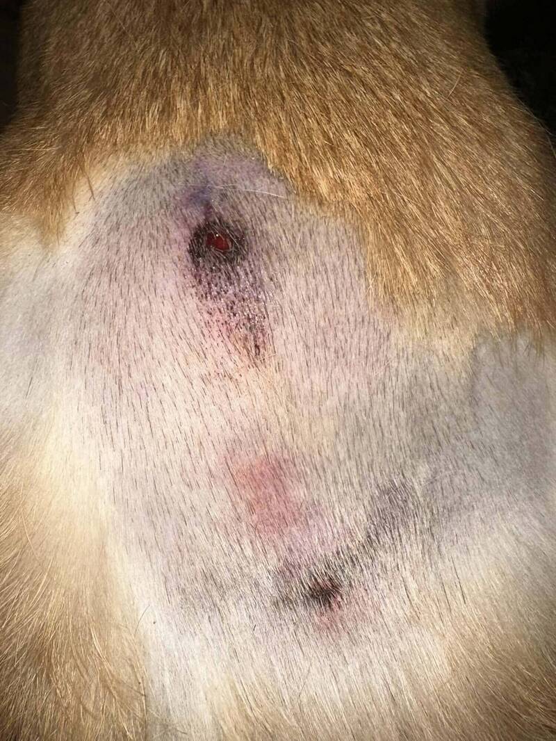 婦人飼養的柯基犬遭咬傷。(翻攝臉書苗栗大小事) 婦人飼養的柯基犬遭咬傷。(翻攝臉書苗栗大小事)