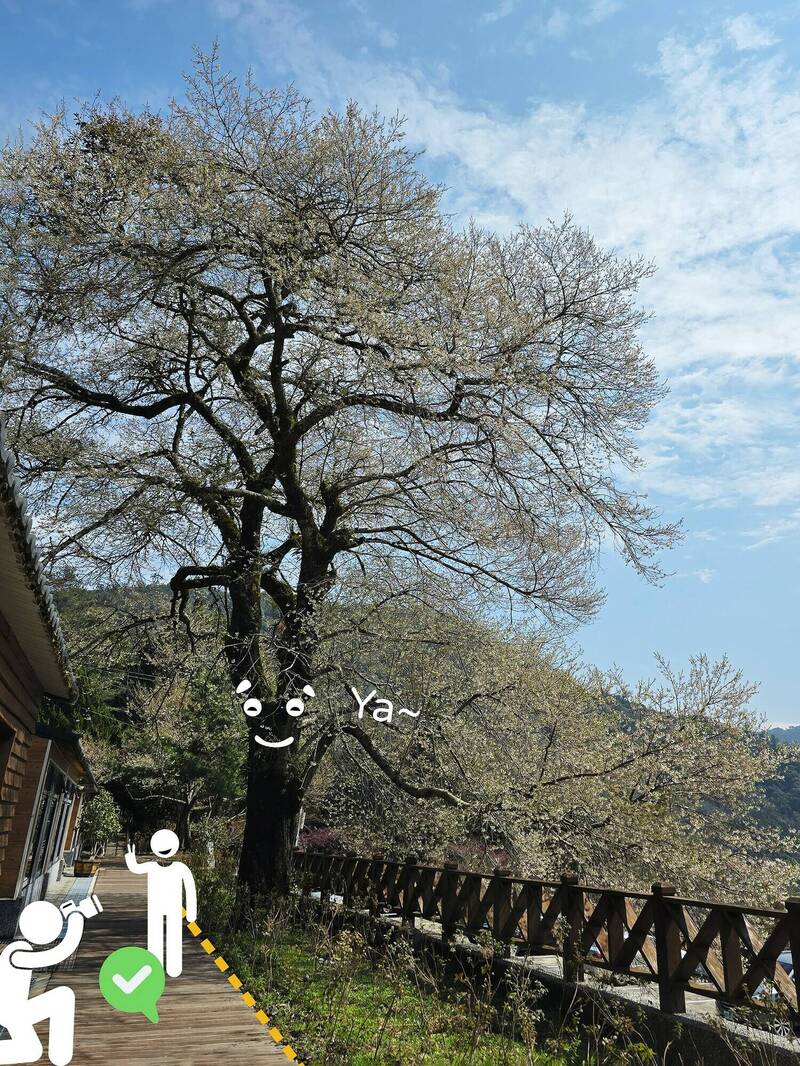 觀霧「霧社櫻王」迎最佳賞花期  林保署提醒零踐踏、零接觸 - 生活 - 自由時報電子報