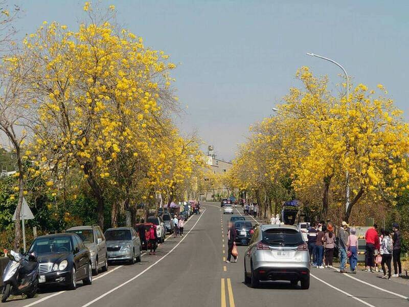 芬園彰南路黃花風鈴木大爆發 異常無人潮、攤販原因曝 - 生活 - 自由時報電子報