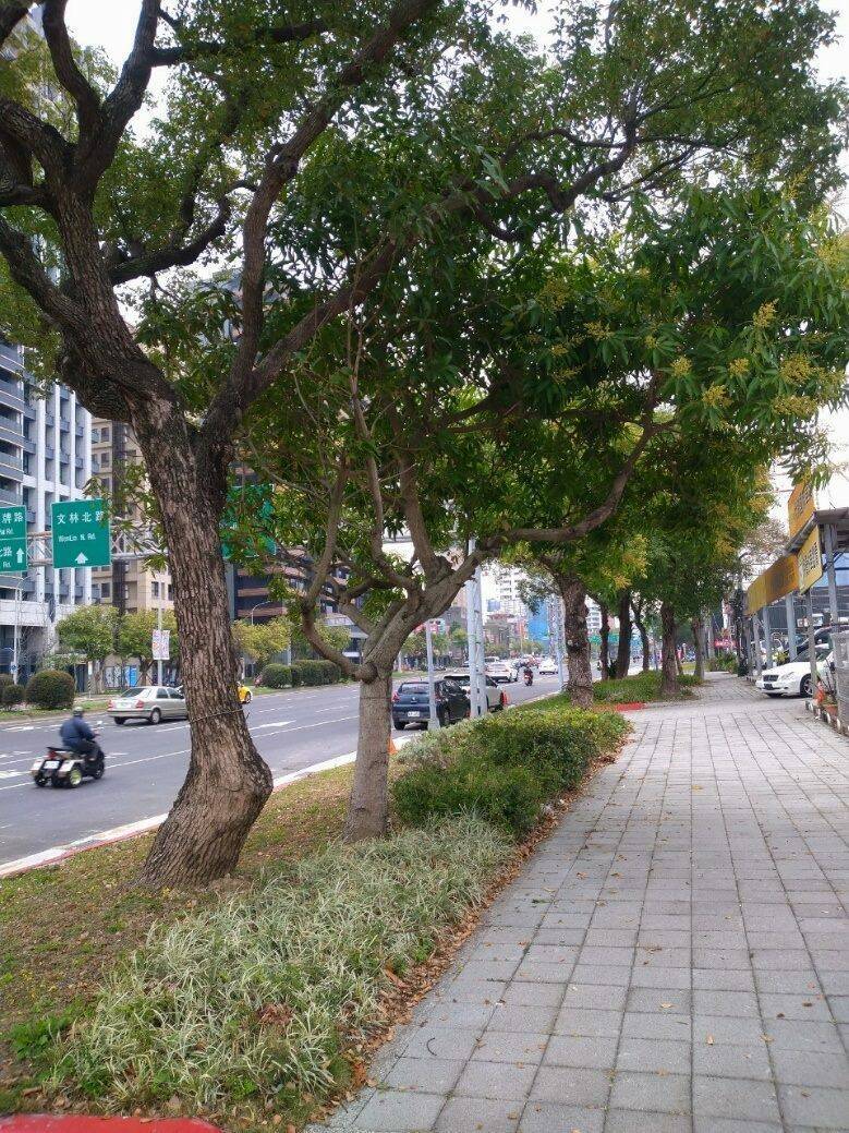 北市承德路六、七段綠美化進階多元色彩 期待年底洋紅風鈴木花開 - 生活 - 自由時報電子報