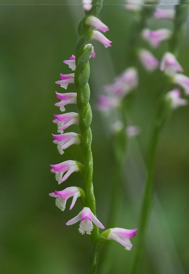 台灣平地最迷你野生蘭花盛開南市工務局：禁採違者重罰- 臺南市- 自由時報電子報