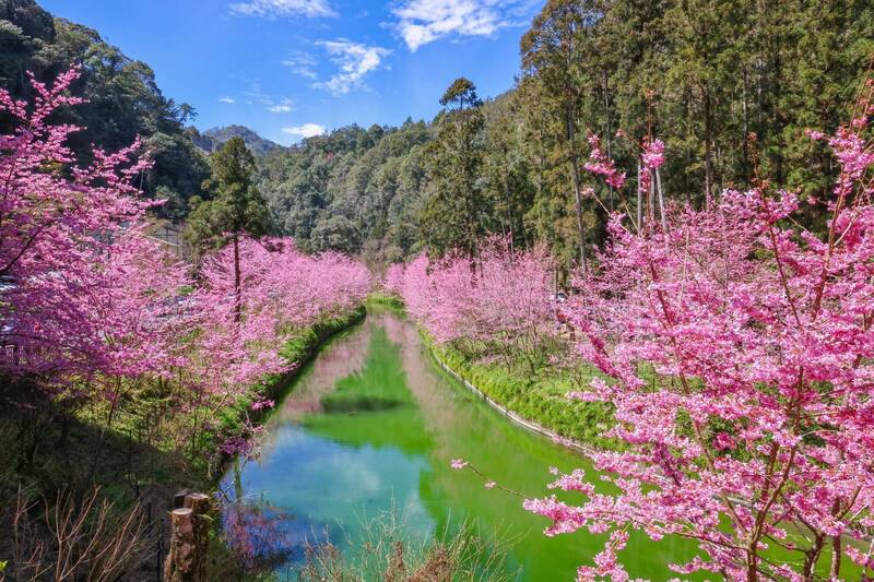 南投杉林溪園區今年櫻花晚開,直到3月初仍是花開繁盛,尤其河岸兩旁櫻花還會在水面形成粉紅倒影,美麗景致讓人流連忘返。(圖由杉林溪園區提供) 南投杉林溪園區今年櫻花晚開,直到3月初仍是花開繁盛,尤其河岸兩旁櫻花還會在水面形成粉紅倒影,美麗景致讓人流連忘返。(圖由杉林溪園區提供)