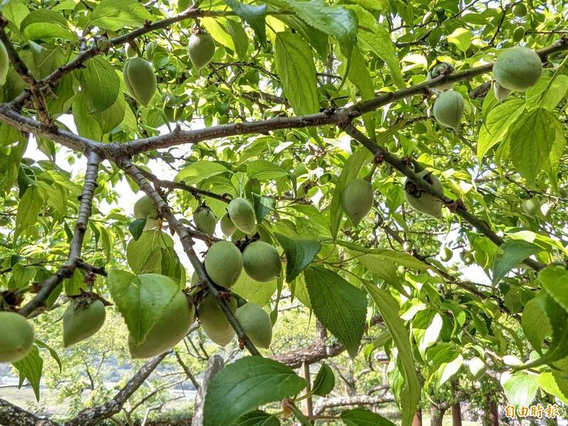 春雨助攻！信義青梅結果多 產量估勝去年 - 生活 - 自由時報電子報