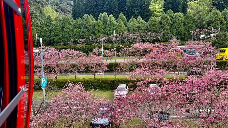 日月潭櫻花季進入尾聲,不過在潭區靠近伊達邵的日月潭纜車站,因受惠潭畔水氣,站內廣植富士櫻仍持續盛放,粉紅花海讓纜車站停車場變身「最美」停車場。(九族文化村提供) 日月潭櫻花季進入尾聲,不過在潭區靠近伊達邵的日月潭纜車站,因受惠潭畔水氣,站內廣植富士櫻仍持續盛放,粉紅花海讓纜車站停車場變身「最美」停車場。(九族文化村提供)