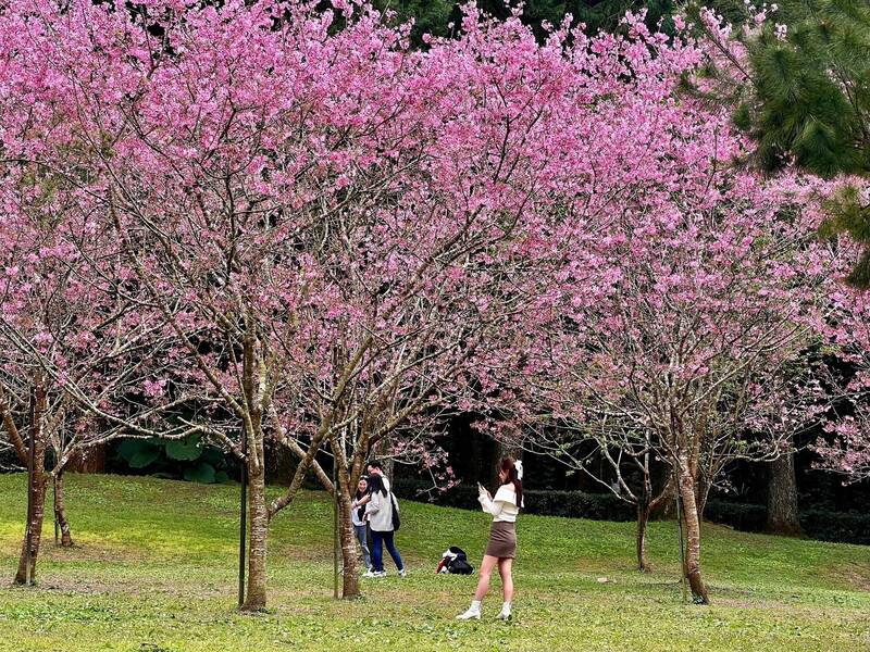 日月潭櫻花季進入尾聲,賞櫻勝地九族文化村櫻花高峰甫過,樹上已萌發綠葉,賞櫻大約還有4、5天。(九族文化村提供) 日月潭櫻花季進入尾聲,賞櫻勝地九族文化村櫻花高峰甫過,樹上已萌發綠葉,賞櫻大約還有4、5天。(九族文化村提供)