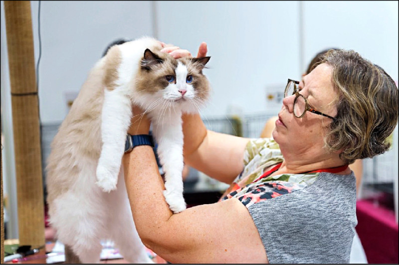 國際評審依貓咪的外觀、健康、儀態等，選出各年齡組別的前10名貓咪項。 （SGCC國際賽貓聯盟提供）