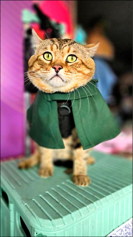 上百世界萌貓 高雄選美 - 生活 - 自由時報電子報