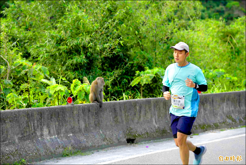 台東東河馬拉松600人競速 獼猴觀賽 - 生活 - 自由時報電子報