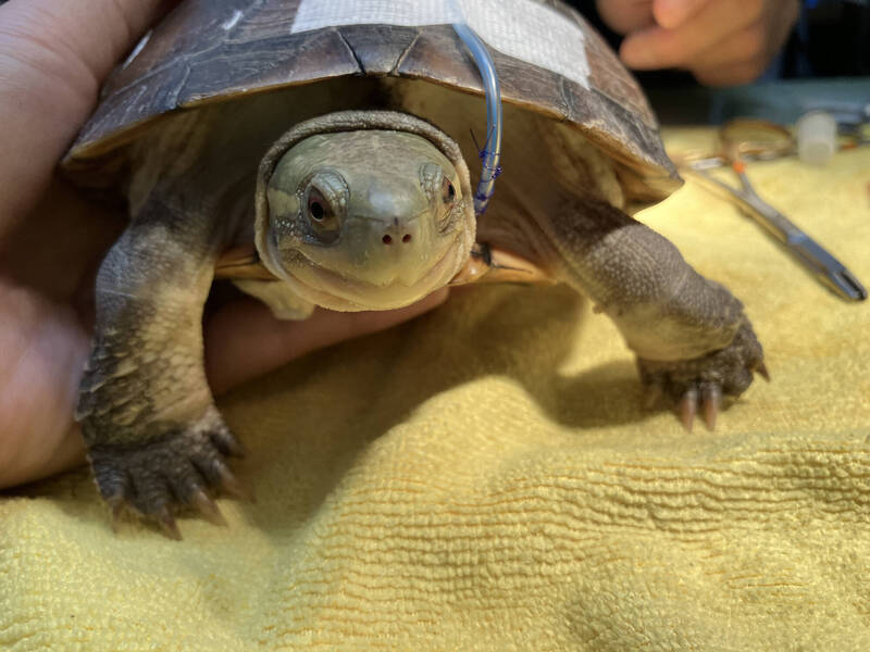 玻璃帷幕加劇鳥類「窗殺」危機 桃園野鳥學會公布救傷地圖 - 生活 - 自由時報電子報