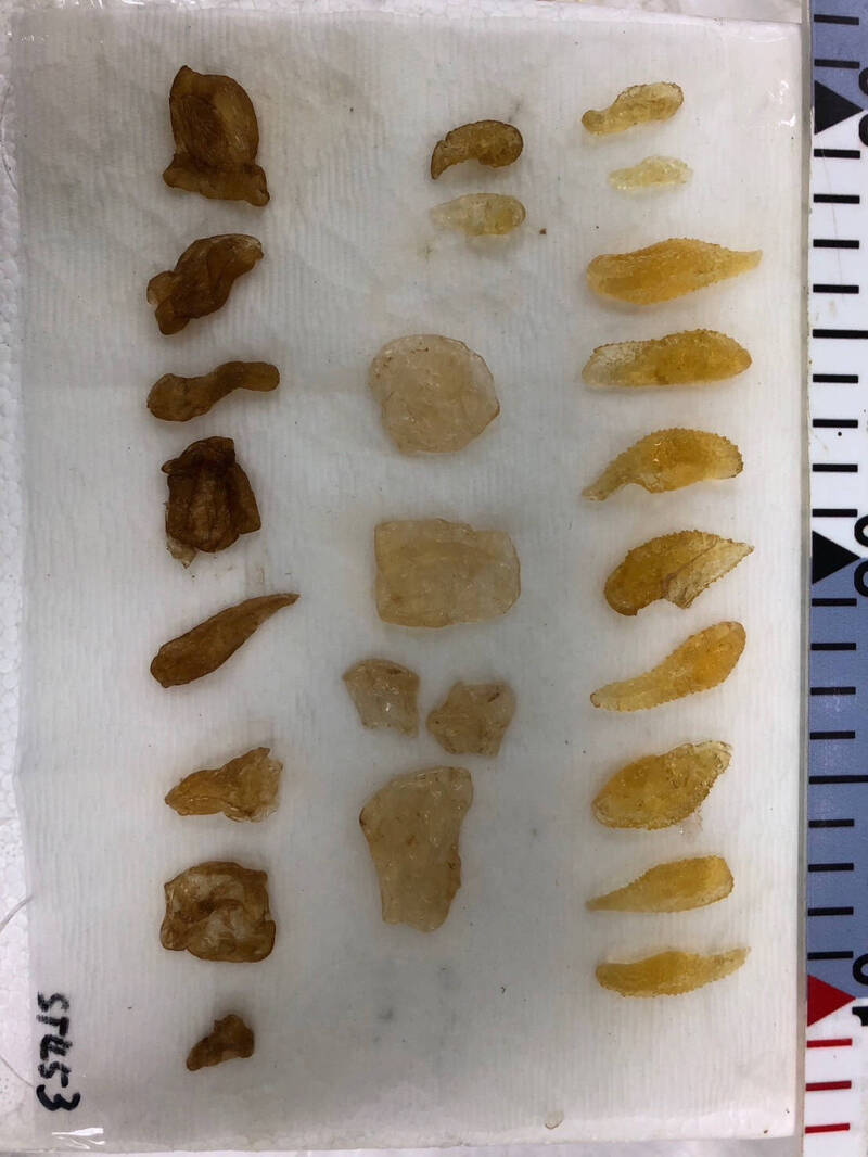 首次解密曼波魚全科魚種食性  水試所研究登上國際期刊 - 生活 - 自由時報電子報