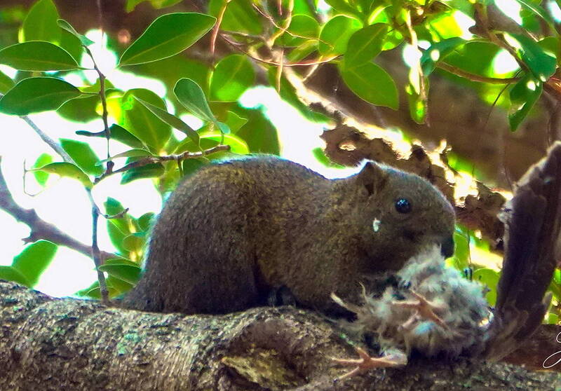 成大校園松鼠捕食野鳥影像曝光   鳥友訝異：有點轉不過來 - 生活 - 自由時報電子報
