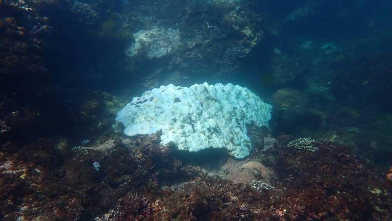 基隆望海巷潮境保育區復育有成 珊瑚、蝶魚變多了 - 生活 - 自由時報電子報