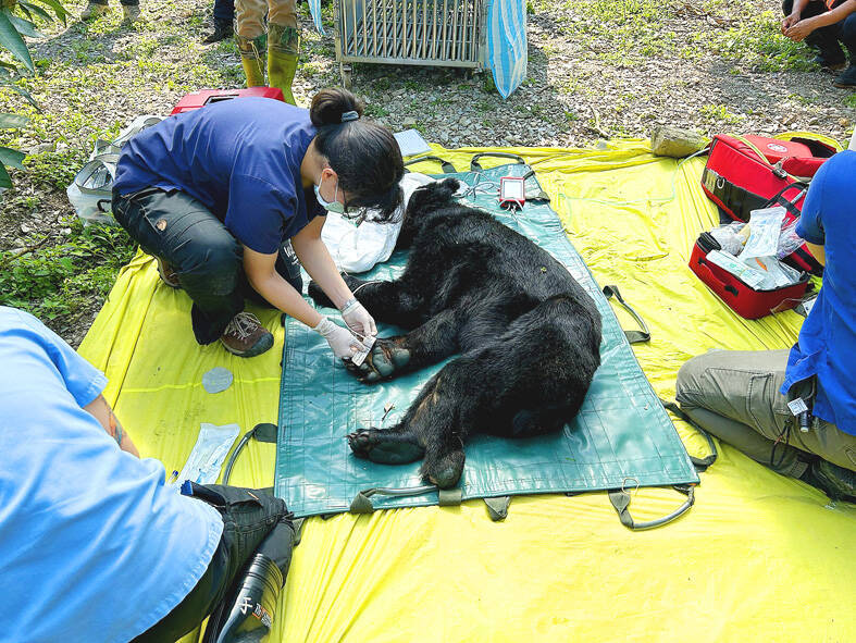 《TAIPEI TIMES》Released bear found thinner and weaker after three months - 焦點 - 自由時報電子報
