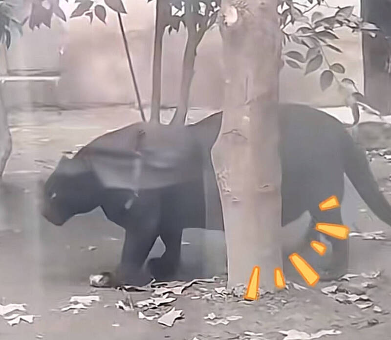 近日在中國四川省的成都動物園，因園內飼養的豹類過於肥胖，引發遊客的廣泛關注與討論。