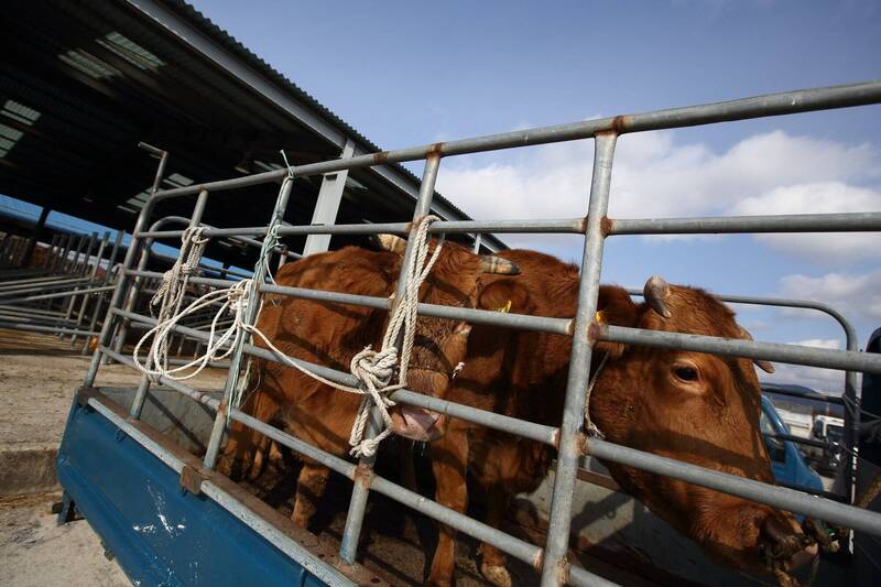 驚！南韓牧場63頭牛集體死亡 疑為活活餓死 - 國際 - 自由時報電子報