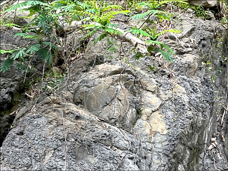 「甲仙埔與荖濃間山溪」珍貴的貝殼化石遺跡。（圖：高雄市教育局提供）