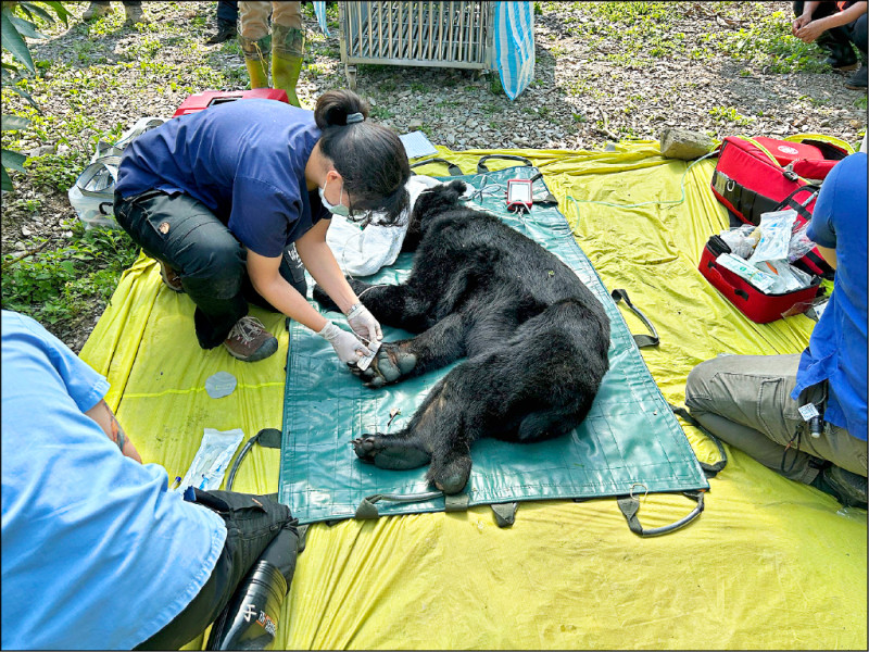 黑熊「達古阿里」捕獲 初檢腳傷體重驟減 - 生活 - 自由時報電子報