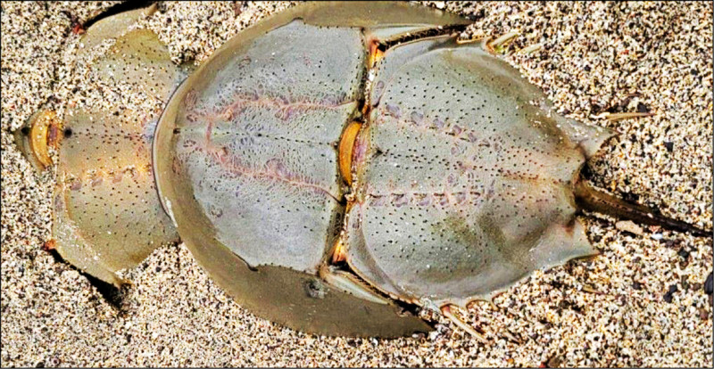 鱟都是成群成隊出現，又有夫妻魚稱號。（民眾提供）