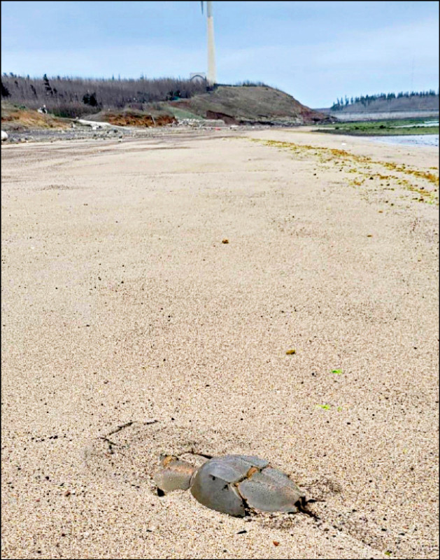 夫妻魚活化石鱟 成雙成對現身澎湖沙灘 - 生活 - 自由時報電子報