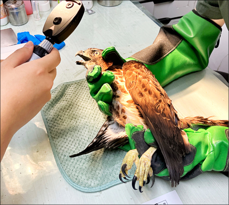 野生動物救傷 桃園市野鳥學會：「窗殺」危機加劇 - 生活 - 自由時報電子報