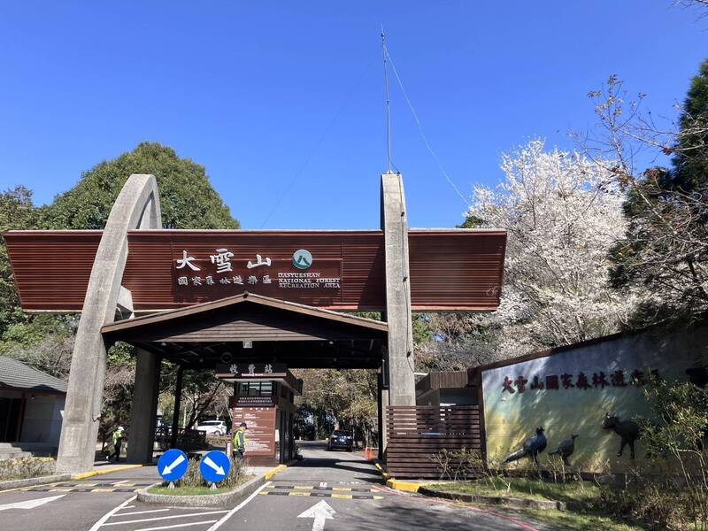 大雪山霧社櫻盛放 雪白浪漫美景超吸睛 - 生活 - 自由時報電子報