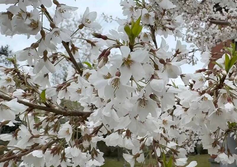 「霧社櫻王」開花8成 未來2週是最佳賞花期 - 生活 - 自由時報電子報