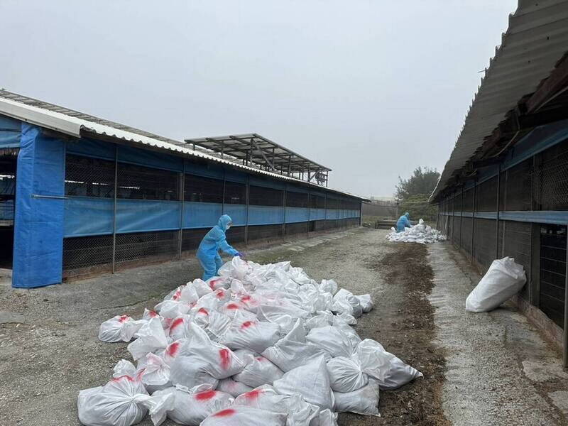 禽舍現代化升級最高補助一半 彰縣20家完成、觀望者不少 - 生活 - 自由時報電子報