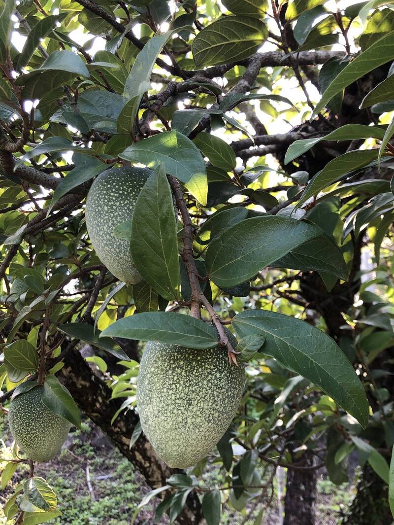 高雄桃源復興部落「愛玉村」 推出布農慢食職人營、瓦阿係小旅行 - 生活 - 自由時報電子報
