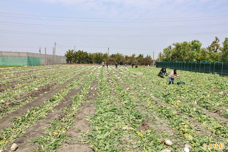 俗到開花！3分地白蘿蔔田變花海 北斗農開放免費自採 - 生活 - 自由時報電子報